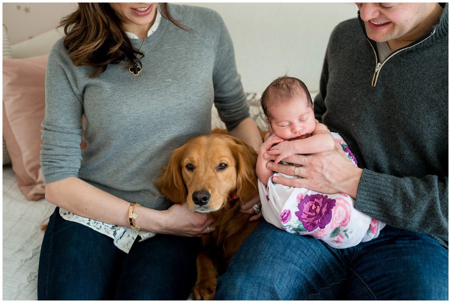 Newborn being held by father and mother is holding a golden retriever dog family photo