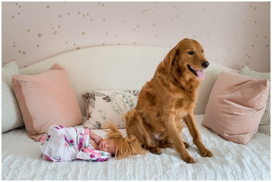 Funny photo of golden retriever dog with newborn that is on a daybed at home session
