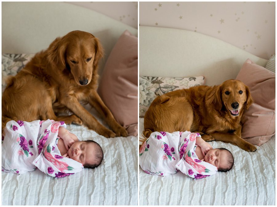 photo of golden retriever dog looking at newborn that is on a daybed at home session swaddled in wrap
