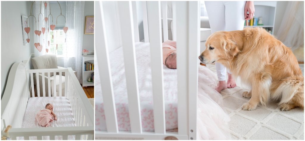 dog and newborn in nursery
