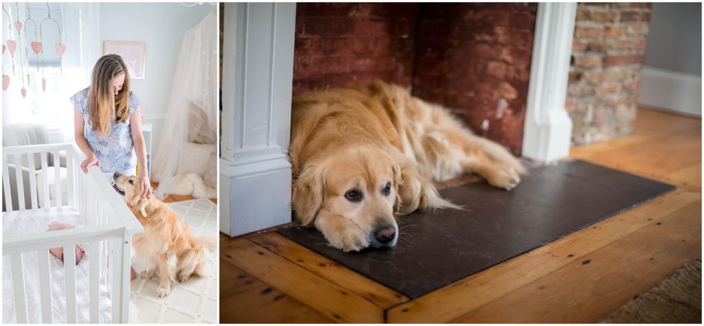 dog and newborn in nursery