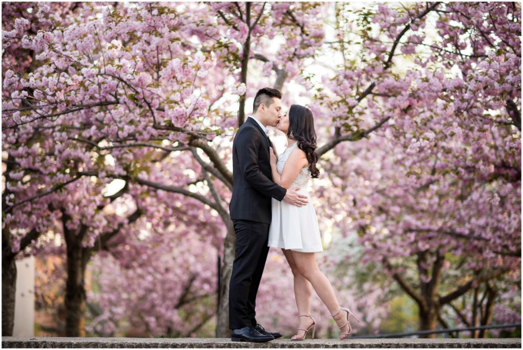 Boston Engagement session in Tufts with the cherry blossoms blooming in the Spring