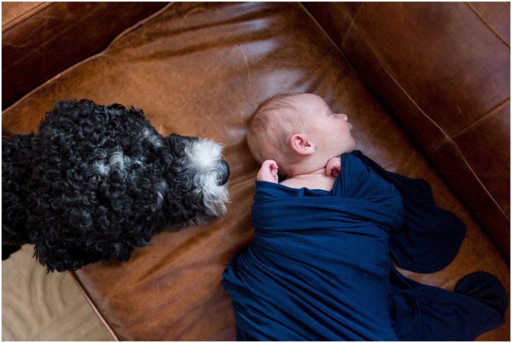 Puppy investigates newborn sibling