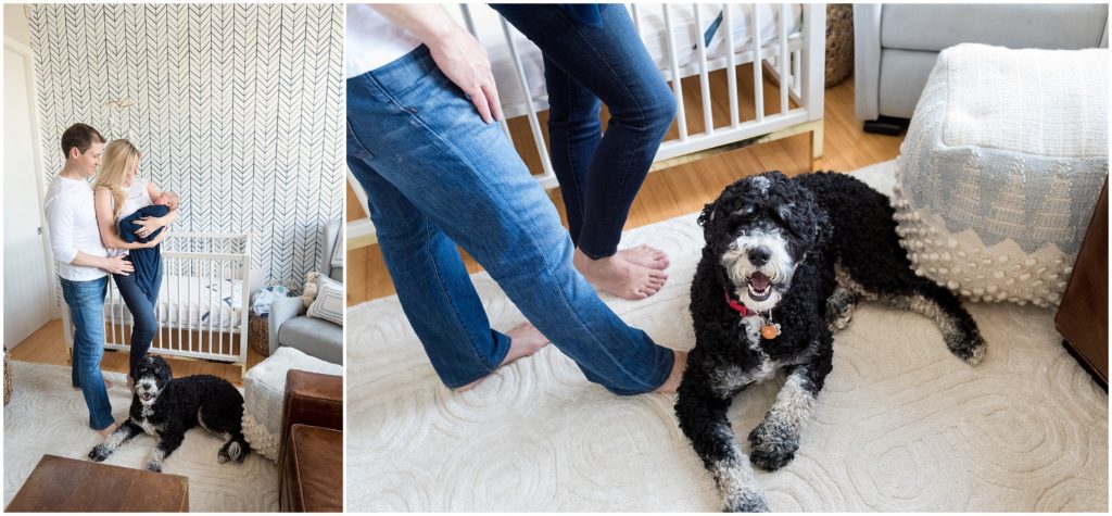 Puppy in newborn lifestyle session