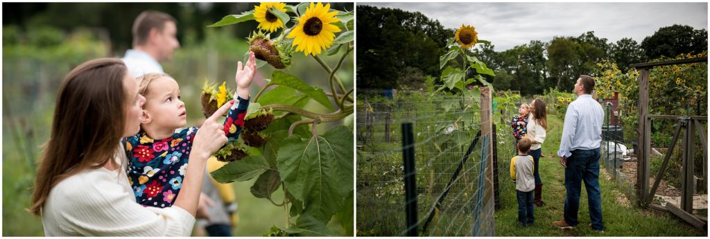 Giant sunflowers in field in Belmont