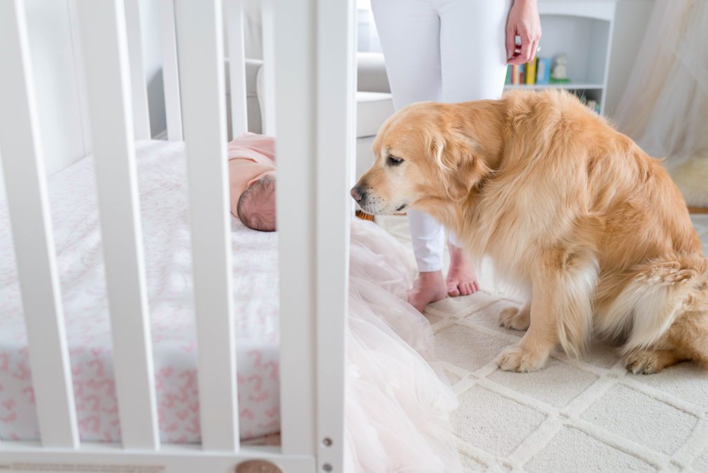 Pup with Newborn in nursery and crib | newborn photos at home