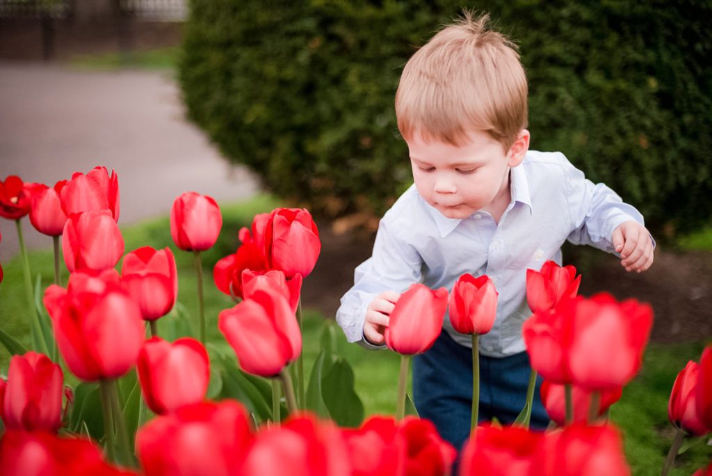 tulips are in bloom at the Boston Public Garden