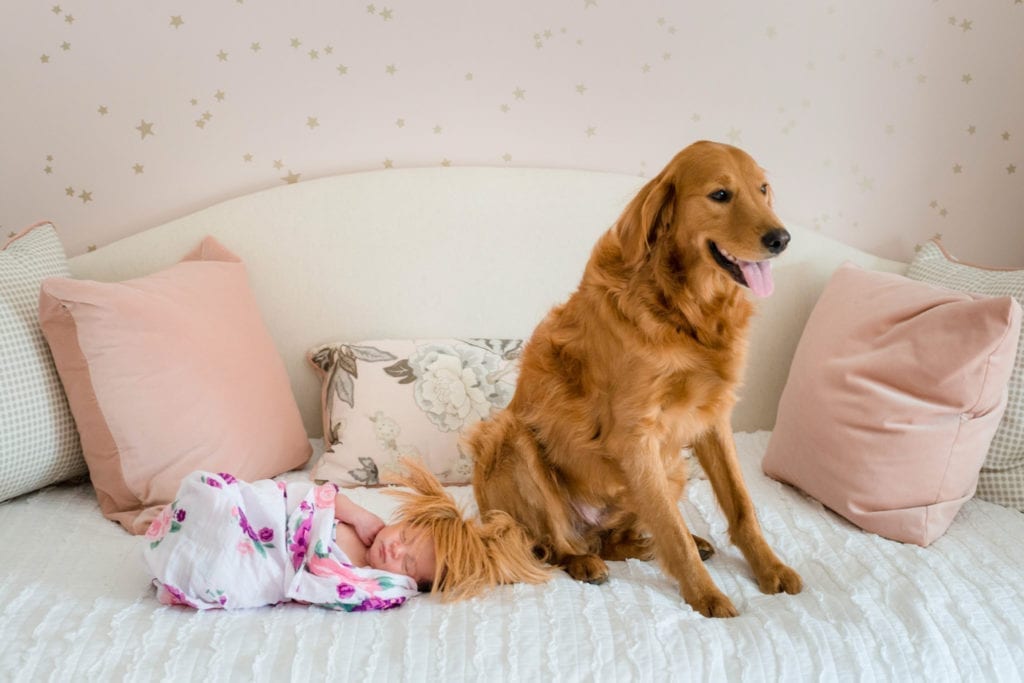 Dog with newborn at home session photography